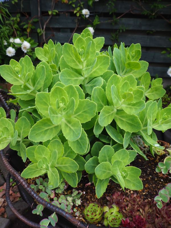 大型のアイアンバスケット ロココのやさしい時間 大型のアイアンバスケット ロココのやさしい時間