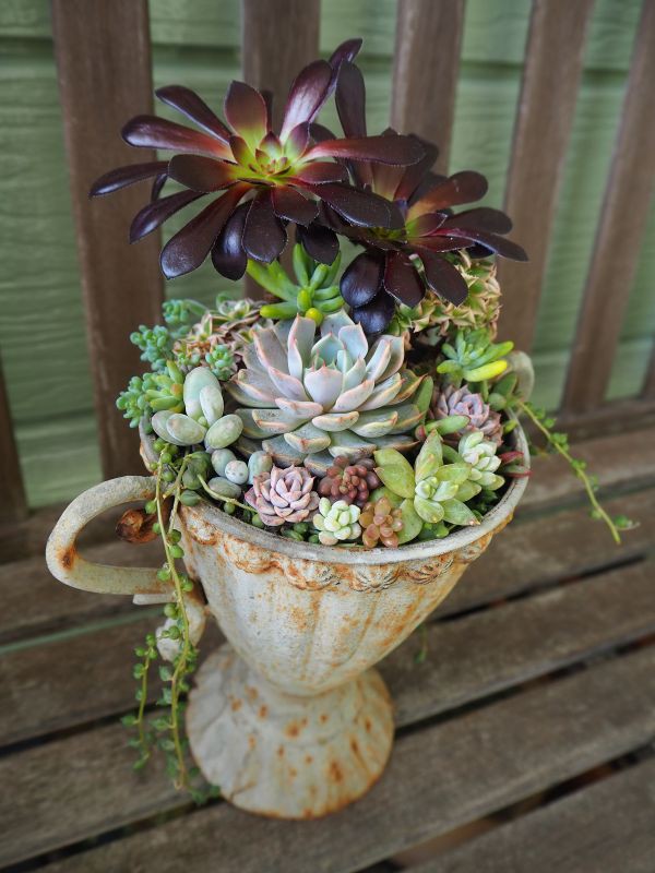 多肉寄せ植え 黒法師 そのまま飾れます 多肉寄せ植え 黒法師 そのまま飾れます