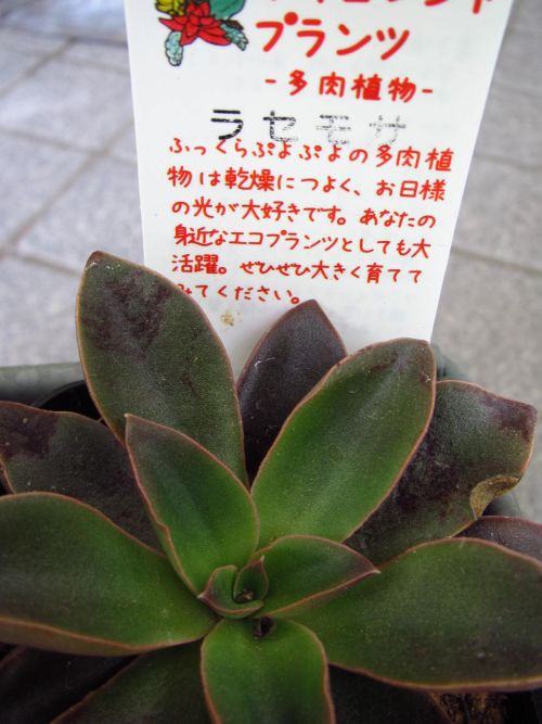 ラセモサ 多肉 : ロココのやさしい時間