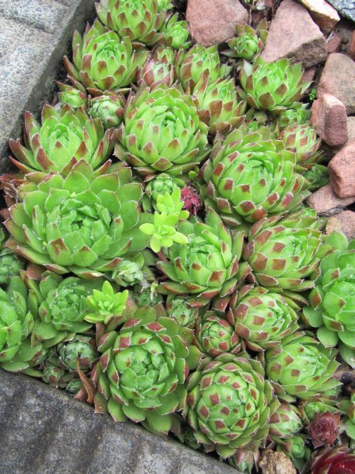 赤く輝くセンペル ロココのやさしい時間 赤く輝くセンペル ロココのやさしい時間