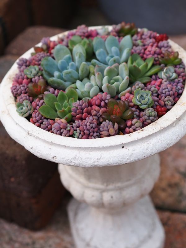 上品 多肉植物 セダム パープルヘイズ根っこ付き 寄せ植えにオススメです 14 55a4d095 激安売筋品 Www Mwnation Com
