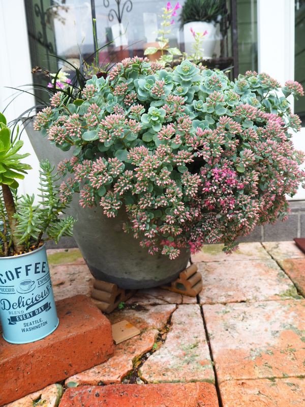 豪華な日高ミセバヤ : ロココのやさしい時間