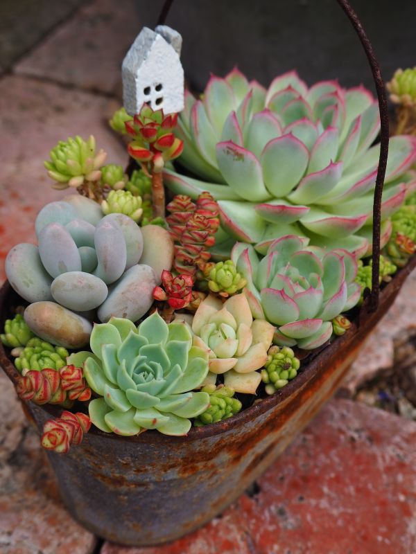 花月夜の寄せ植え ２年間の記録 ロココのやさしい時間