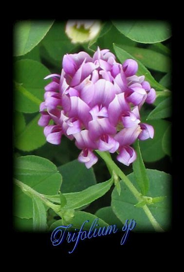 ガーデンゲートでエリゲロンがお出迎え ロココのやさしい時間