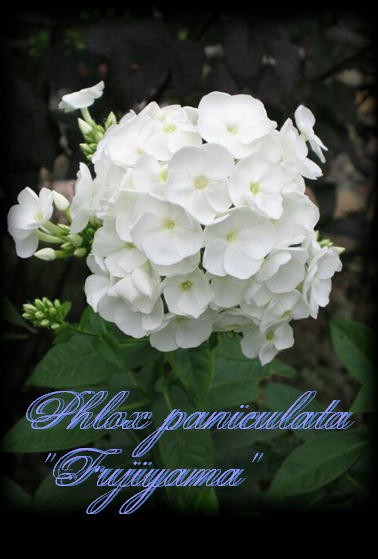 宿根フロックス フジヤマ ルリタマアザミ ロココのやさしい時間