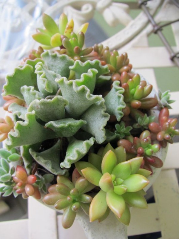 楊貴妃の扇 ようきひのおうぎ の寄せ植え ロココのやさしい時間