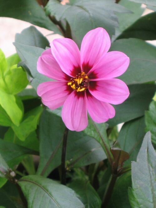 ガーデンダリア 秋桜 の寄せ植え ロココのやさしい時間