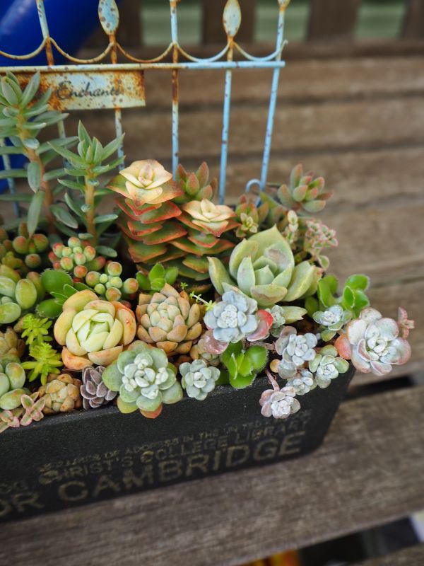 白雪ミセバヤの寄せ植え ロココのやさしい時間 白雪ミセバヤの寄せ植え ロココのやさしい時間