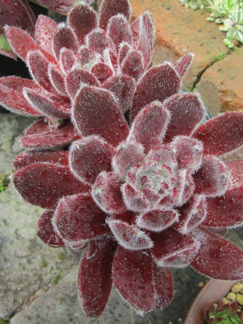 赤く輝くセンペル ロココのやさしい時間