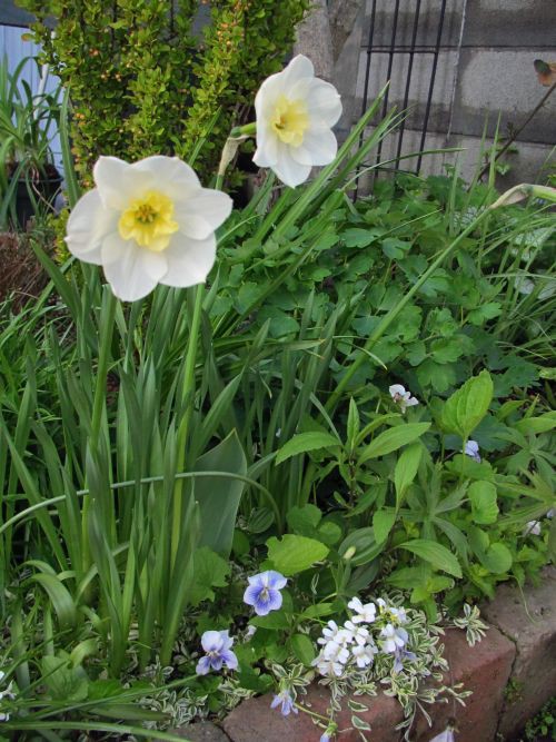 ペチコート水仙 ロココのやさしい時間