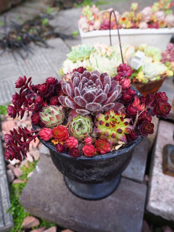 センペルビウムの寄せ植え・・・真っ赤なドラゴンズブラット : ロココ