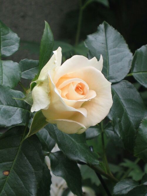 マリーアントワネット 薔薇 ロココのやさしい時間