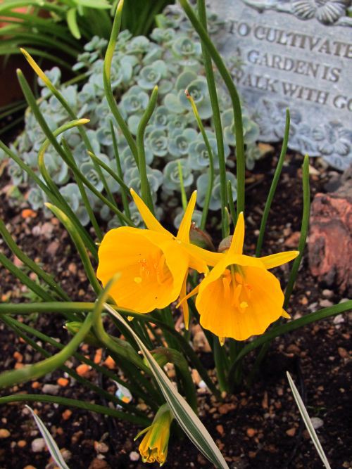 ペチコート水仙 ロココのやさしい時間