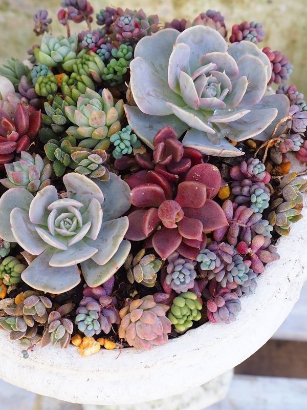 パープルヘイズの寄せ植え ９月 ロココのやさしい時間