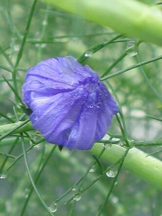 チコリのブルーの花の開花 そしてフェンネル ロココのやさしい時間