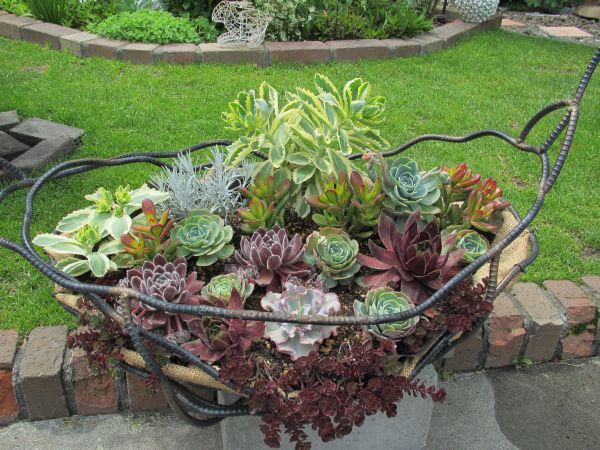 ｱｲｱﾝの大型ﾊﾞｽｹｯﾄに多肉の寄せ植え・・・1ヵ月後 : ロココのやさしい時間