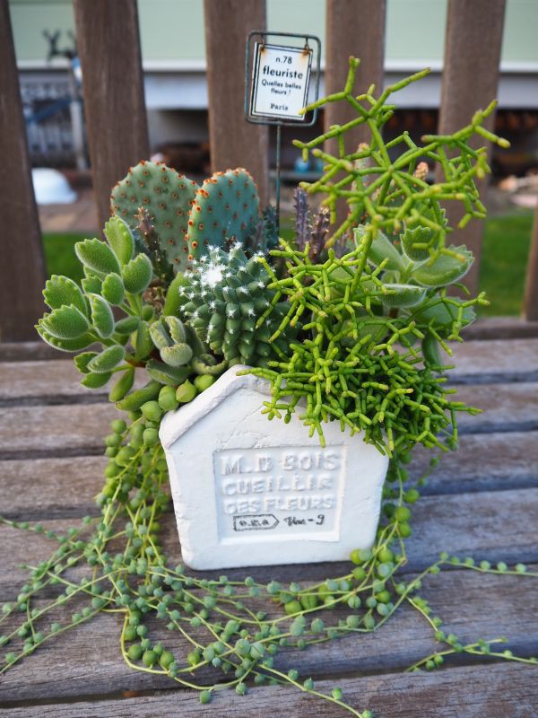 リプサリス 青柳の寄せ植え・・・3鉢 : ロココのやさしい時間