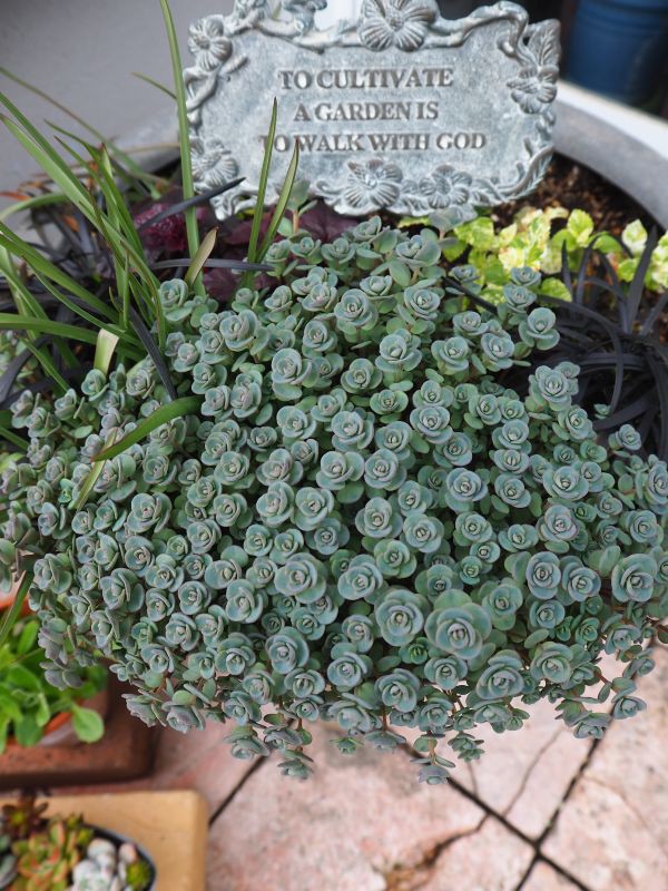 日高ミセバヤの寄せ植え 2021' : ロココのやさしい時間