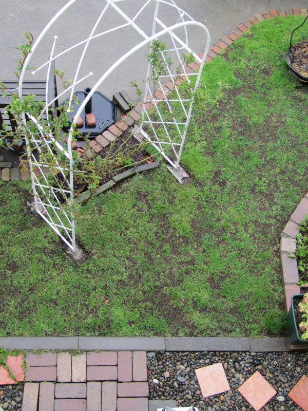 ５月の庭 芝の手入れ ロココのやさしい時間