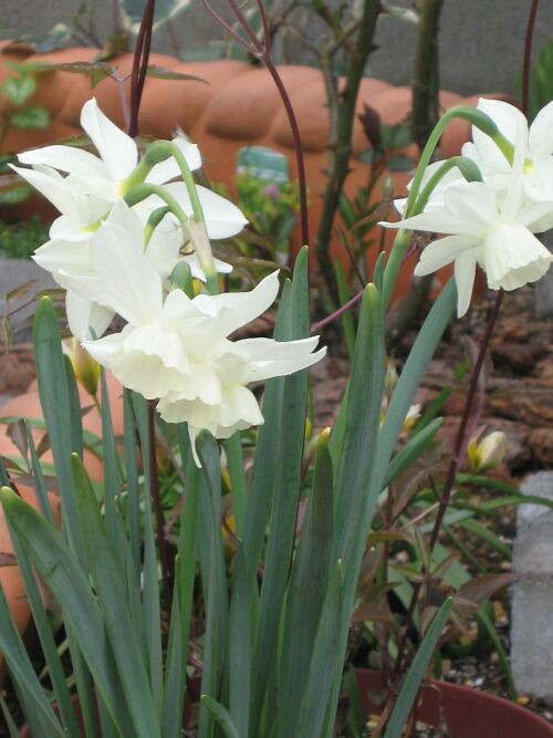 スイセン タリア ロココのやさしい時間