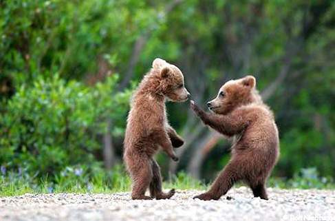 熊本 阿蘇カドリー ドミニオン でクマが共食い 天才 志村どうぶつ園 で話題となったチンパンジー パンくん がいる動物園 Best News 2ch