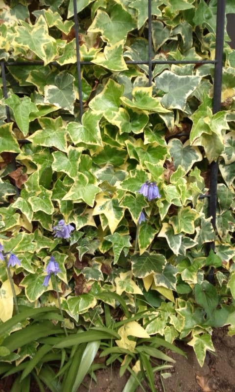 紫の花と紫外線 べったこ 関西人のぼやき