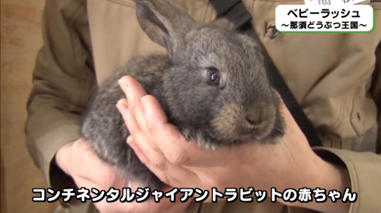 コンチネンタルジャイアントラビットの赤ちゃん さくらとももこ