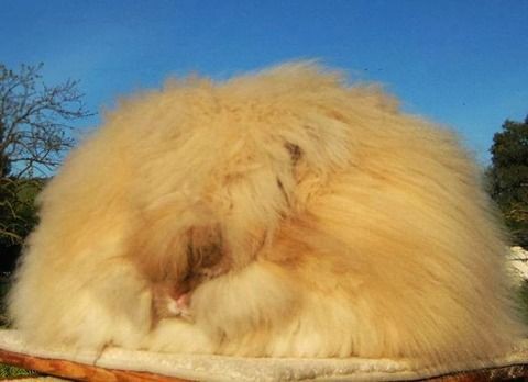 最も毛の長いウサギがギネス世界記録2016にて発表 : さくらとももこ