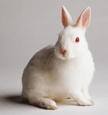 白うさぎには悲しい過去があった さくらとももこ