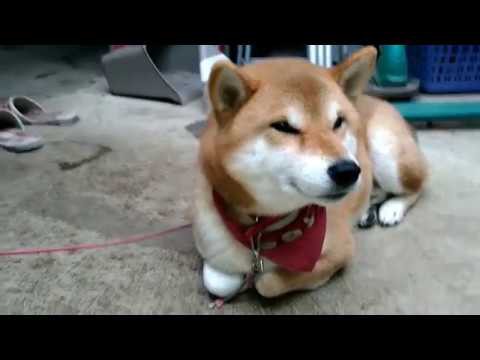 香箱座りをするいろんな動物 さくらとももこ 香箱座りをするいろんな動物 さくらとももこ