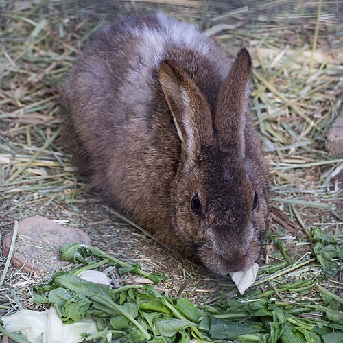 日本の野兎 キュウシュウノウサギ さくらとももこ