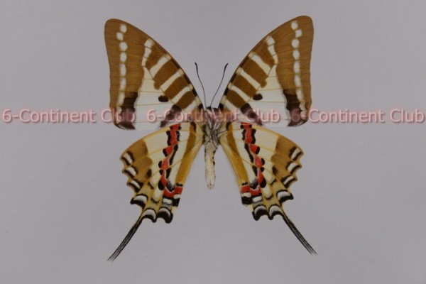 ノミウスオナガタイマイ♂ (ラオス) Graphium nomius swinhoei : 京大