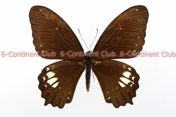オナシモンキアゲハ♀ (台湾) Papilio castor formosanus : 京大蝶研六
