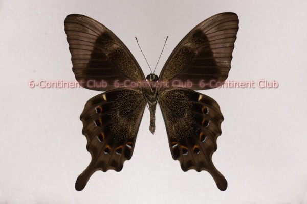 アオネアゲハ♂ (バリ) Papilio peranthus transiens : 京大蝶研