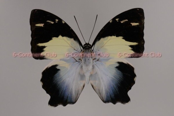 蝶の標本　　「値引き」ヤイロタテハ　フランキヤイロタテハ 蝶の標本 「値引き」ヤイロタテハ フランキヤイロタテハ 昆虫用品