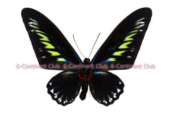 アカエリトリバネアゲハ♂ (ボルネオ) Trogonoptera brookiana