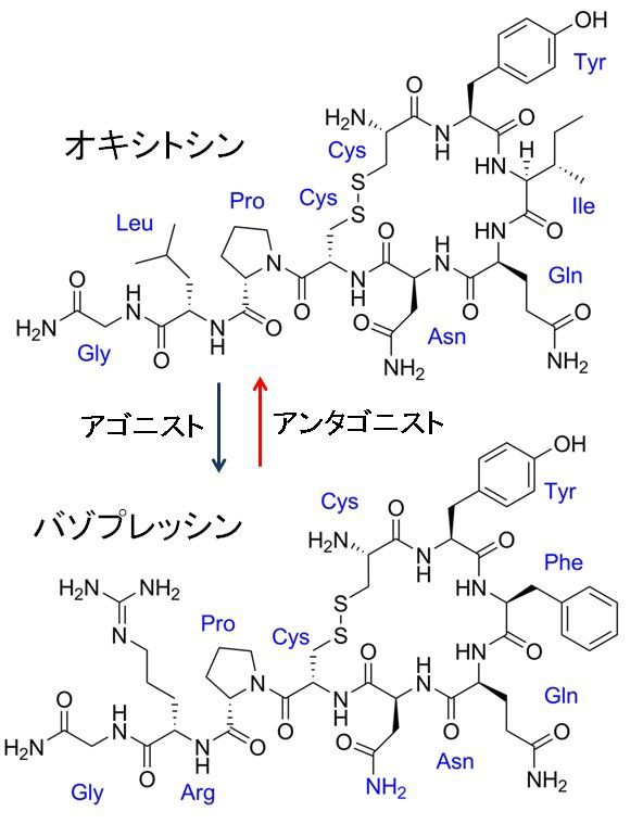 母性のホルモンと父性のホルモン オキシトシンとバゾプレッシン 場末ｐ科病院の精神科医のblog