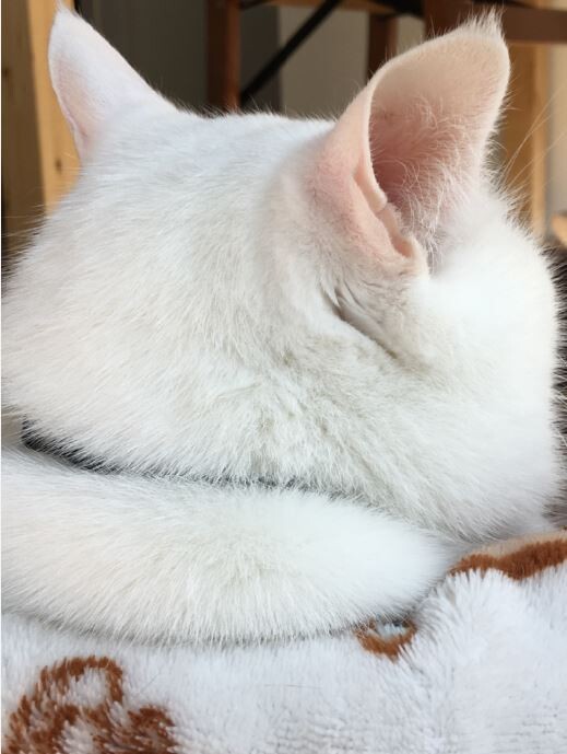 注文の多い白猫店 くららんち B型夫婦と猫２匹の日常 Powered By ライブドアブログ