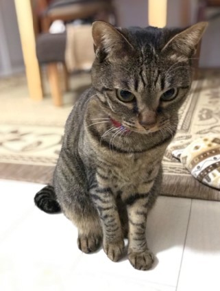 あまえんぼう製造機 : くららんち。~B型夫婦と猫2匹の日常~ Powered