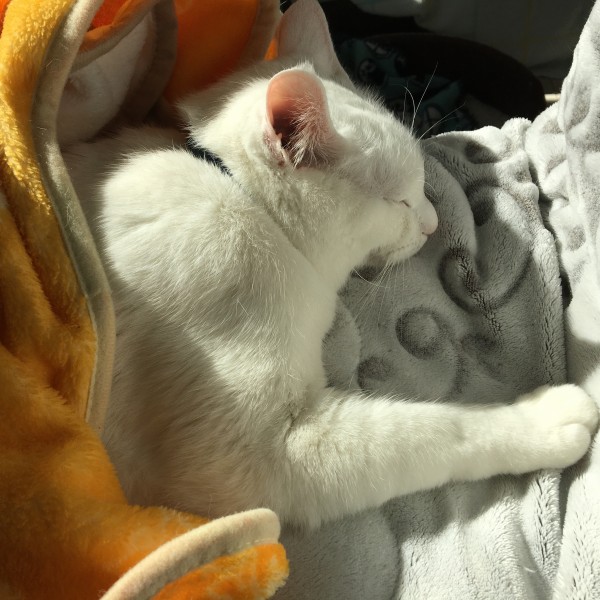 甘えん坊の季節 くららんち B型夫婦と猫２匹の日常 Powered By ライブドアブログ