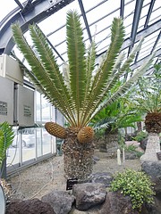 かごしま熱帯植物園跡地のソテツ！ : 植物園ルーキー！