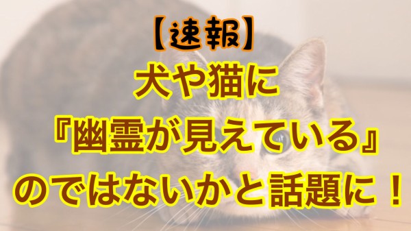 速報 犬や猫に 幽霊が見えている 可能性が高い事が判明 ネクスト速報 速報 犬や猫に 幽霊が見えている 可能性が高い事が判明 ネクスト速報