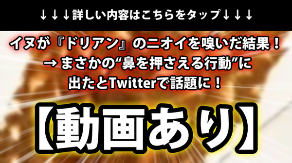 動画あり イヌが ドリアン のニオイを嗅いだ結果 まさかの 鼻を押さえる行動 に出たとtwitterで話題に ネクスト速報