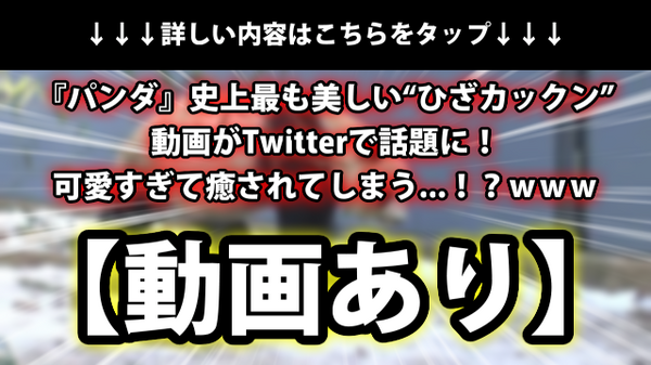 動画あり パンダ 史上最も美しい ひざカックン 動画がtwitterで話題に 可愛すぎて癒されてしまう ｗｗｗ ネクスト速報