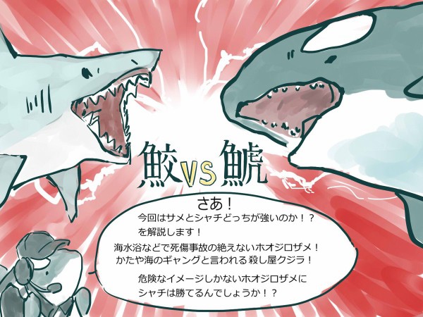 画像あり サメvsシャチ はどっちが強いと思う シャチについて解説する マンガ が分かりやすいとtwitter話題に ネクスト速報