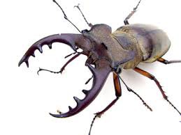 ミヤマクワガタ 値段 飼育 クワガタ カブトムシ ブリードニュース