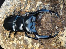 最も高価なクワガタ ウエストウッディ カズミアエ オオシカクワガタの