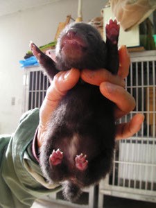 ヤブイヌ飼いたい 自宅で動物園