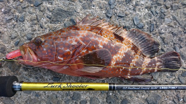 パームス ラークシューター 71ML＋ インプレ : ハタログ