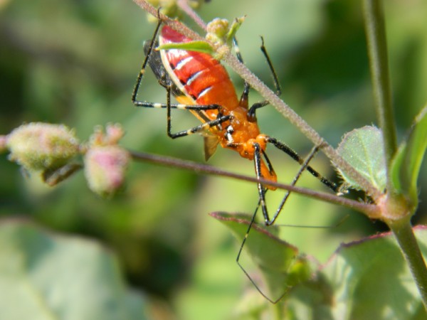 森林破壊 を食い止めるアプローチ ジャマイカの地域団体やｎｇｏ活動への助成で起きるインパクト Big Issue Online